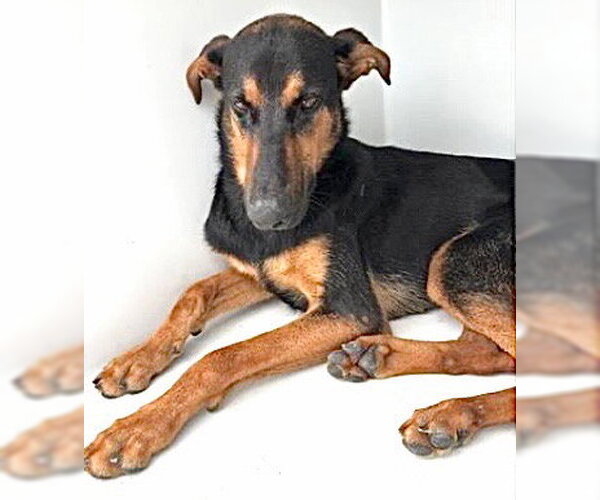 Medium Photo #1 Doberman Pinscher-Unknown Mix Puppy For Sale in Houston, TX, USA