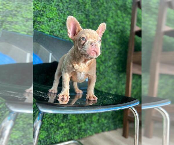 Medium Photo #12 French Bulldog Puppy For Sale in ATHERTON, CA, USA