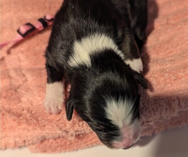 Medium Photo #44 Australian Shepherd Puppy For Sale in SYLVA, NC, USA