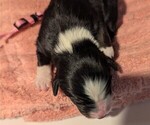 Small Photo #44 Australian Shepherd Puppy For Sale in SYLVA, NC, USA