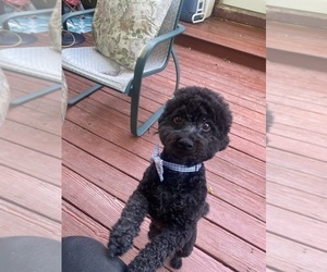 Father of the Poodle (Miniature) puppies born on 03/31/2025
