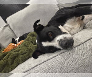 Mutt Dogs for adoption in Sandy, UT, USA
