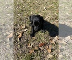 Small Photo #4 Labradoodle Puppy For Sale in HOCKLEY, TX, USA