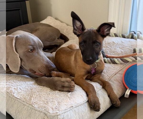 Medium Photo #2 Mutt Puppy For Sale in Imlay City, MI, USA