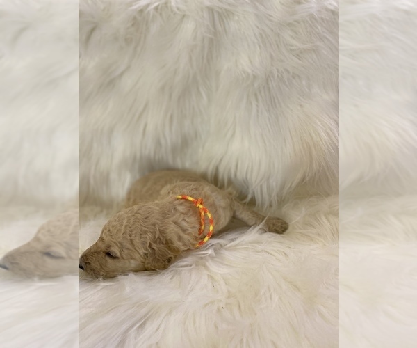 Medium Photo #5 Goldendoodle Puppy For Sale in ZEBULON, NC, USA