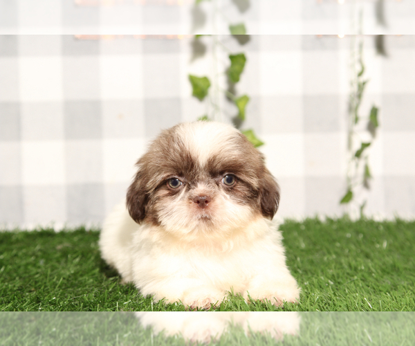 Medium Photo #1 Shih Tzu Puppy For Sale in MARIETTA, GA, USA