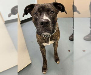 American Bulldog-Unknown Mix Dogs for adoption in London, Ontario, Canada