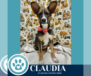 Mutt Dogs for adoption in Kimberton, PA, USA
