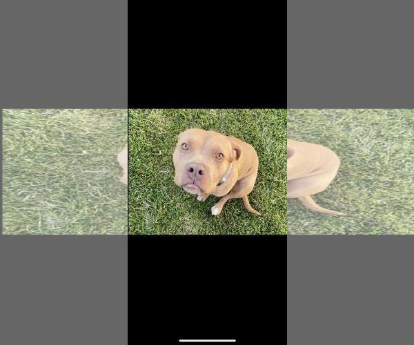 Medium Photo #6 American Pit Bull Terrier Puppy For Sale in Hayward, CA, USA