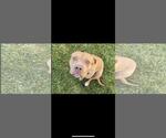 Small #5 American Pit Bull Terrier