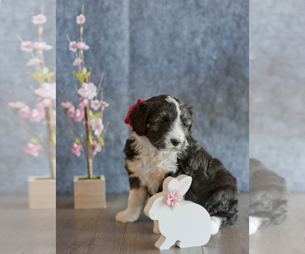 Medium Photo #1 Aussiedoodle Miniature  Puppy For Sale in MONTROSE, CO, USA