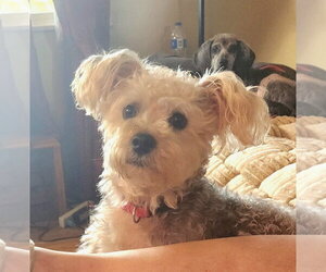 Paxton - Male Maltese Dog for Adoption - Photo #2