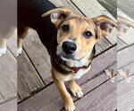 Small #1 Mutt