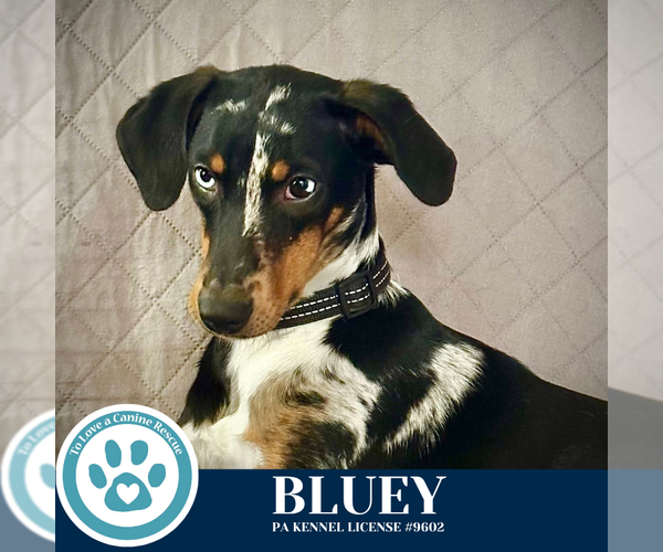 Medium Photo #2 Mutt Puppy For Sale in Kimberton, PA, USA