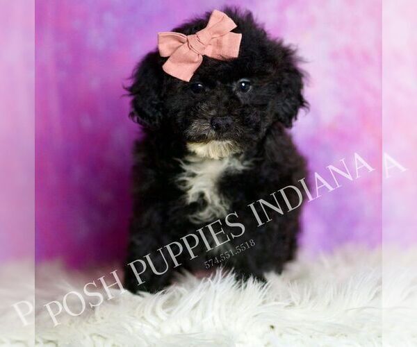 Medium Photo #75 Poodle (Toy) Puppy For Sale in WARSAW, IN, USA