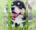 Puppy 4 Pembroke Welsh Corgi