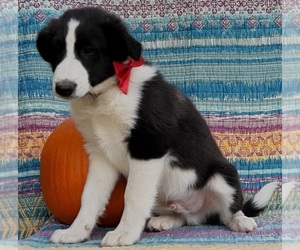 Border Collie Puppy for sale in LANCASTER, PA, USA