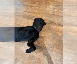 Salem - Female Great Dane Dog for Adoption - Photo #4