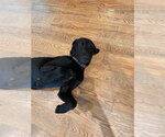 Small #3 Great Dane