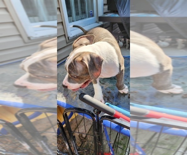 Medium Photo #22 American Bully Puppy For Sale in HARRISBURG, PA, USA