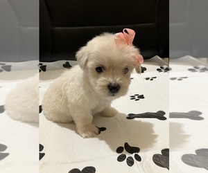 Bichpoo Puppy for Sale in HOUSTON, Texas USA