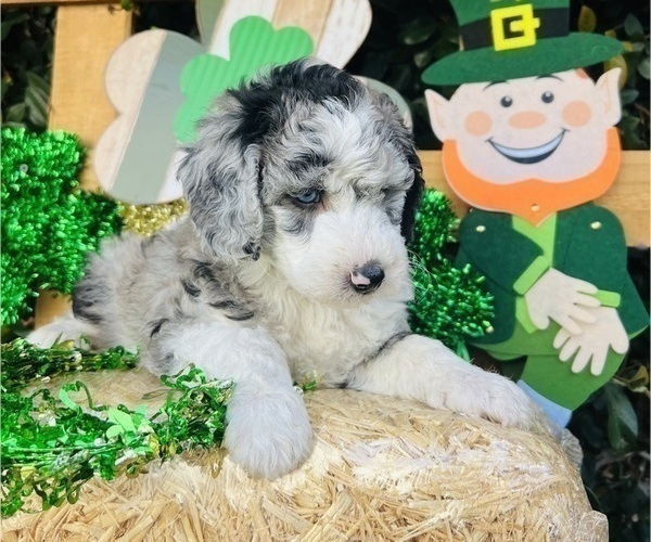 Medium Photo #19 Sheepadoodle Puppy For Sale in HUNTINGTON BEACH, CA, USA