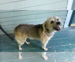 Small #4 Spaniel Mix