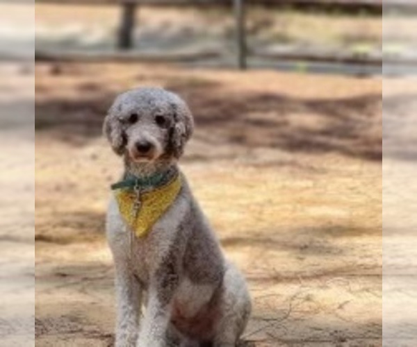 Medium Photo #1 Aussiedoodle Puppy For Sale in HEPHZIBAH, GA, USA