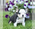 Small #2 French Bulldog