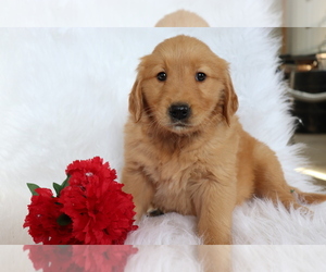 Golden Retriever Puppy for sale in SHILOH, OH, USA