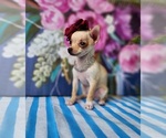 Small #3 Chihuahua