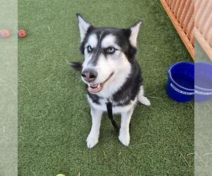 Siberian Husky-Unknown Mix Dogs for adoption in Las Vegas, NV, USA