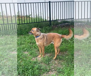 DRAKO - Male Mutt Dog for Adoption - Photo #16