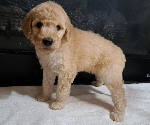 Medium Photo #2 Goldendoodle Puppy For Sale in PELHAM, NH, USA