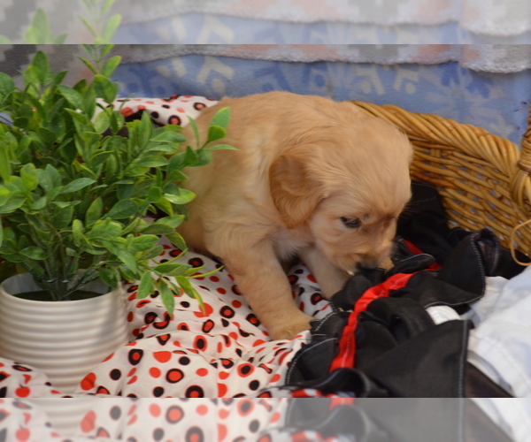 Medium Photo #16 Golden Retriever Puppy For Sale in GREENWOOD, WI, USA