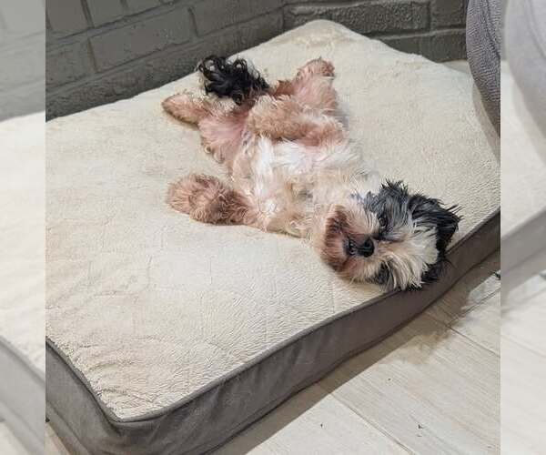 Medium Photo #2 Shih Tzu Puppy For Sale in Tenafly, NJ, USA