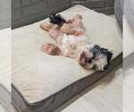 Small #1 Shih Tzu