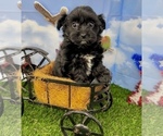 Small #3 YorkiePoo