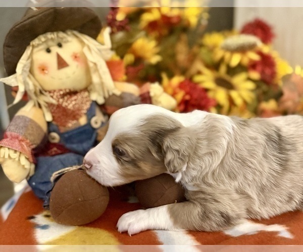 Medium Photo #3 Miniature Australian Shepherd Puppy For Sale in ANTHONY, FL, USA