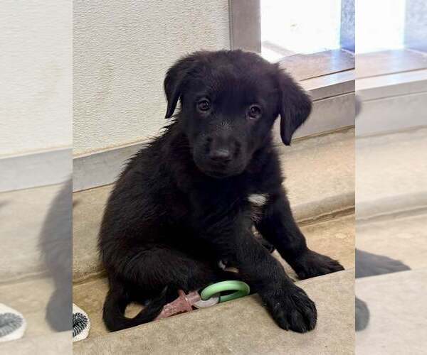 Medium Photo #2 Border Collie-Unknown Mix Puppy For Sale in Cave Creek, AZ, USA