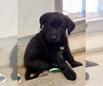 Small #1 Border Collie Mix