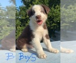 Litter of 7 - Male(s) and Female(s) Australian ShepherdLitter of Puppies for Sale - Photo #10