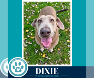 Labrador Retriever Dogs for adoption in Kimberton, PA, USA