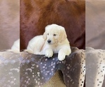 Small Photo #2 Golden Retriever Puppy For Sale in WESLEY CHAPEL, FL, USA