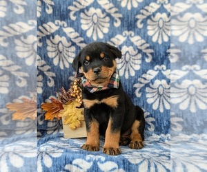 Rottweiler Puppy for sale in CHRISTIANA, PA, USA