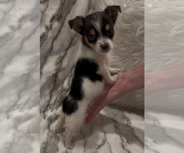 Medium Photo #9 Jack Russell Terrier Puppy For Sale in MOUNT CARMEL, PA, USA