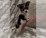 Small #8 Jack Russell Terrier