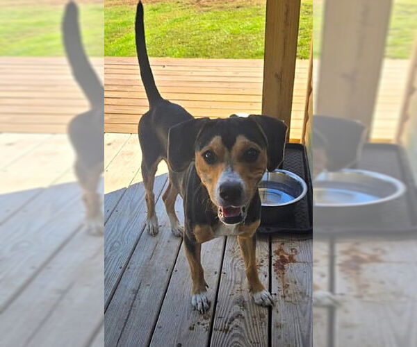 Medium Photo #4 Beagle-Unknown Mix Puppy For Sale in Dunnellon, FL, USA