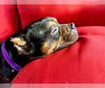 Small #2 American Pit Bull Terrier Mix