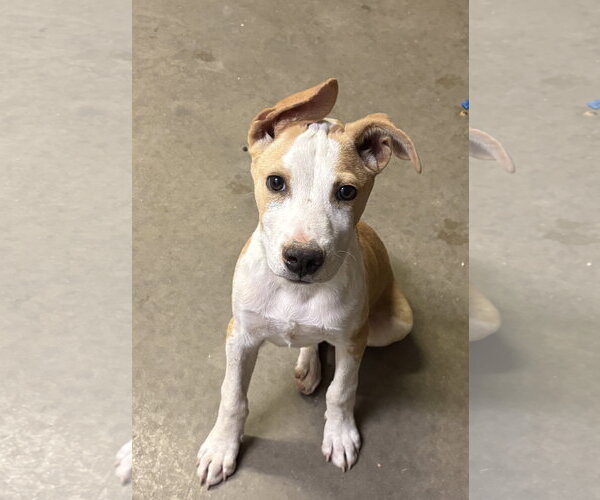 Medium Photo #2 Mutt Puppy For Sale in Amarillo, TX, USA